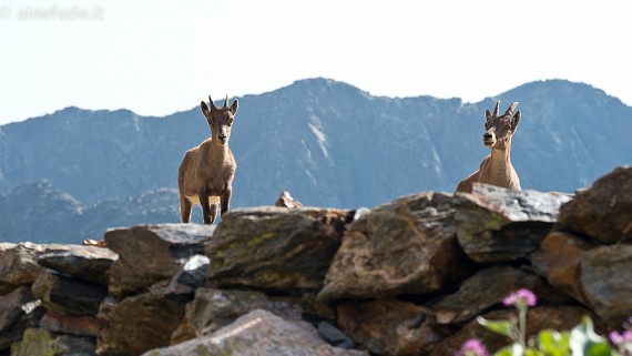 Tour dell’Argentera: Parte I