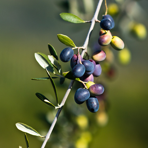 olive colline capannoresi