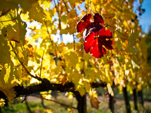 vigne colline capannoresi