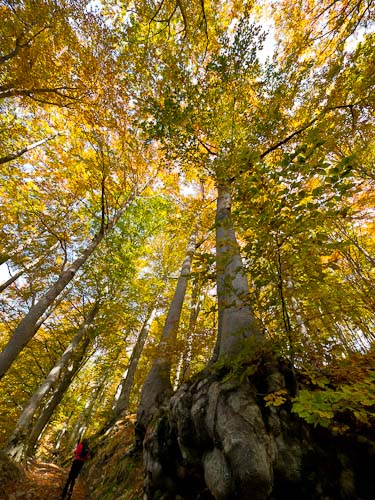 pratorsi autunno faggi